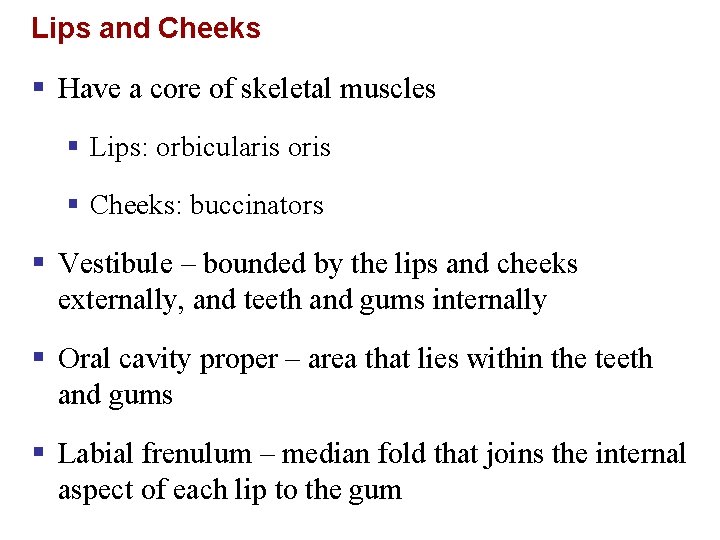 Lips and Cheeks § Have a core of skeletal muscles § Lips: orbicularis oris