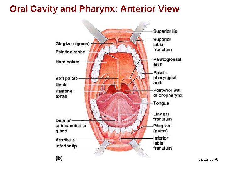 Oral Cavity and Pharynx: Anterior View Figure 23. 7 b 