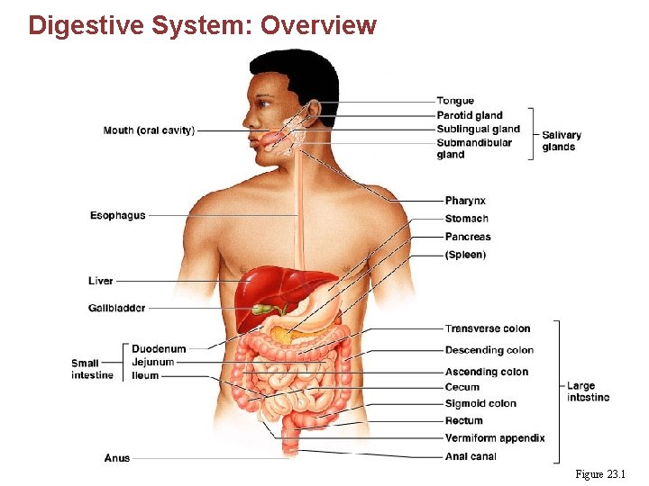 Digestive System: Overview Figure 23. 1 