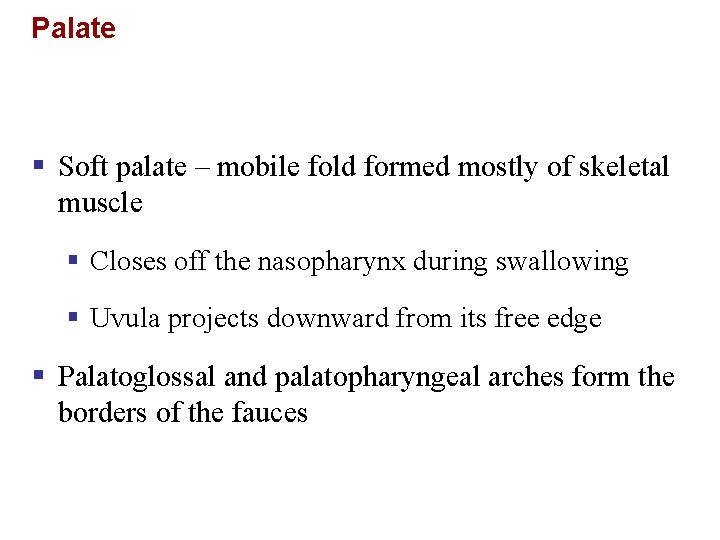 Palate § Soft palate – mobile fold formed mostly of skeletal muscle § Closes