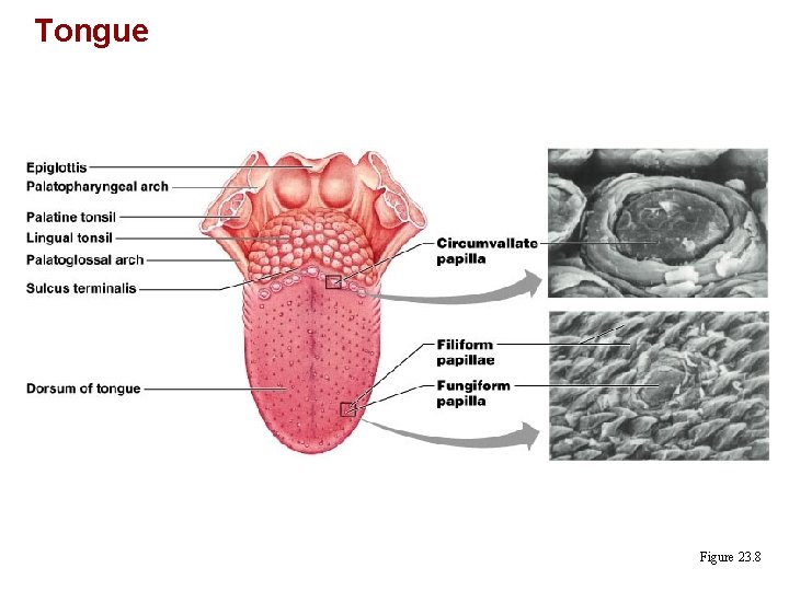 Tongue Figure 23. 8 