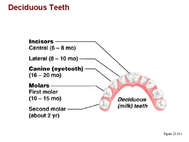 Deciduous Teeth Figure 23. 10. 1 