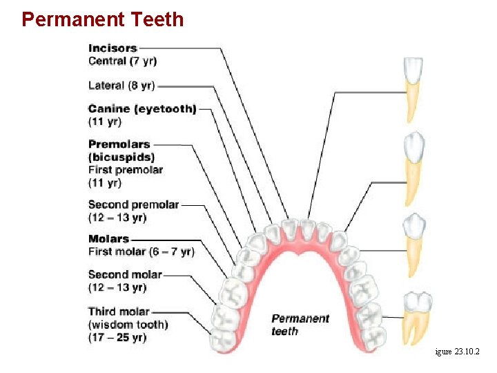 Permanent Teeth Figure 23. 10. 2 