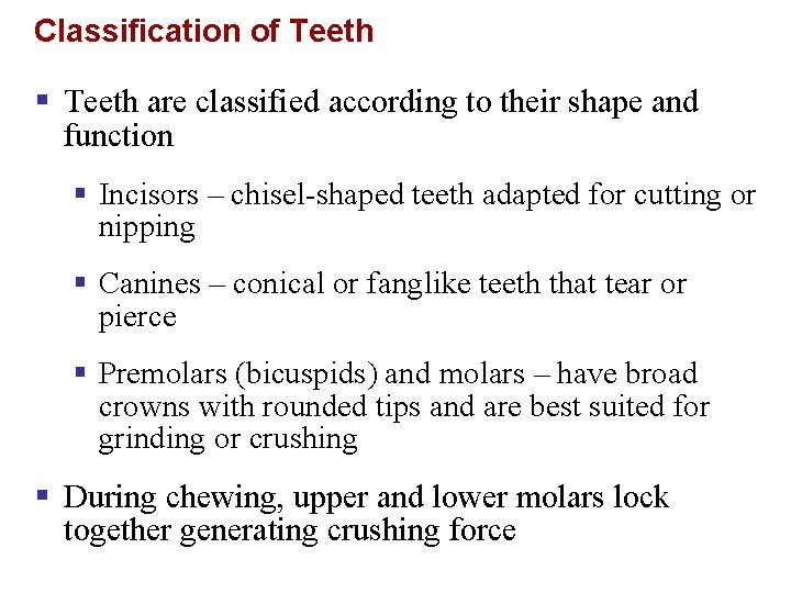 Classification of Teeth § Teeth are classified according to their shape and function §