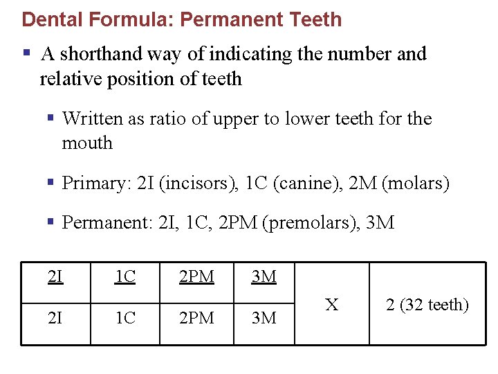 Dental Formula: Permanent Teeth § A shorthand way of indicating the number and relative