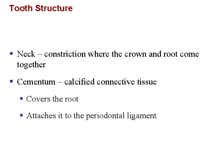 Tooth Structure § Neck – constriction where the crown and root come together §