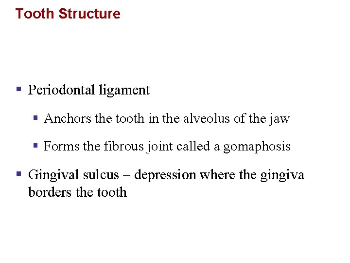 Tooth Structure § Periodontal ligament § Anchors the tooth in the alveolus of the