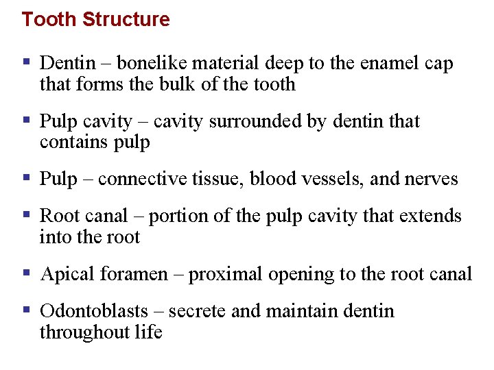 Tooth Structure § Dentin – bonelike material deep to the enamel cap that forms