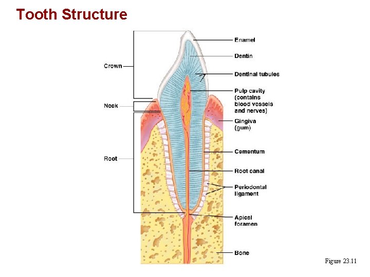 Tooth Structure Figure 23. 11 