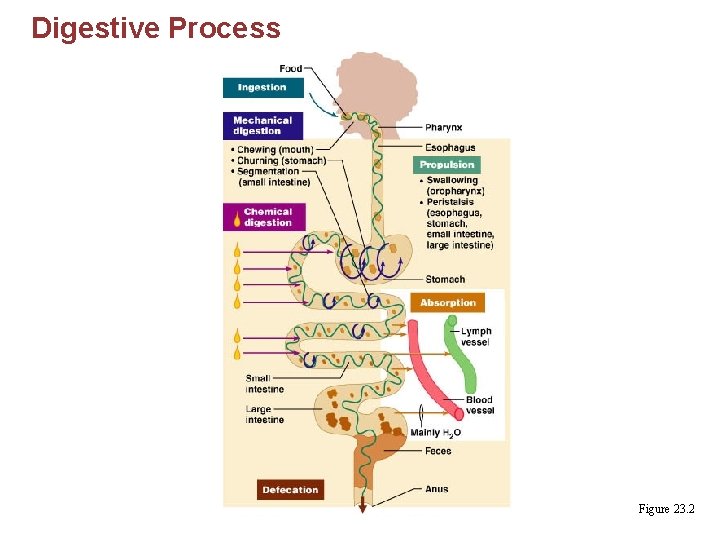 Digestive Process Figure 23. 2 