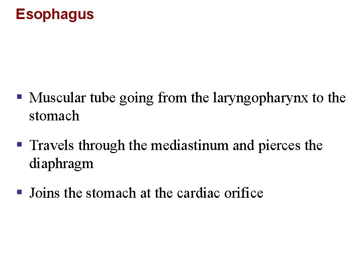Esophagus § Muscular tube going from the laryngopharynx to the stomach § Travels through