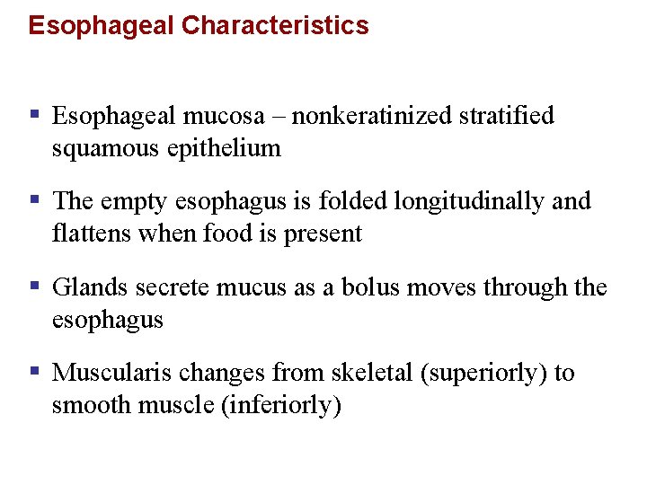 Esophageal Characteristics § Esophageal mucosa – nonkeratinized stratified squamous epithelium § The empty esophagus
