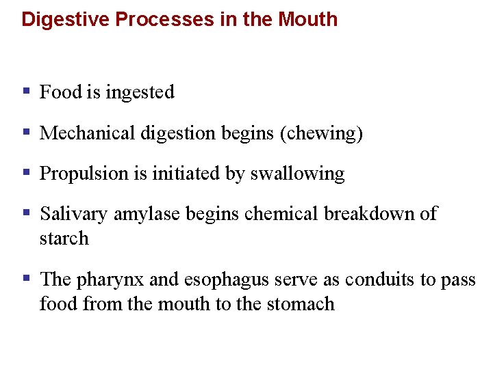 Digestive Processes in the Mouth § Food is ingested § Mechanical digestion begins (chewing)