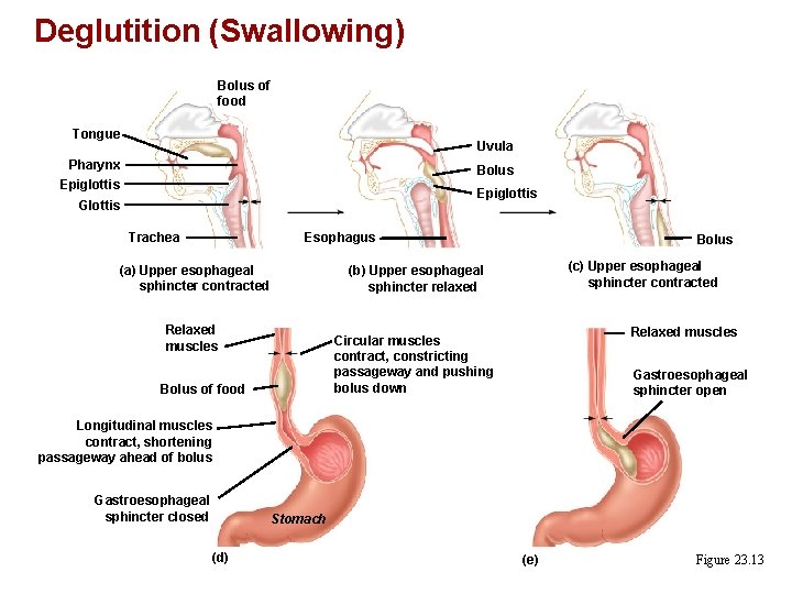 Deglutition (Swallowing) Bolus of food Tongue Uvula Pharynx Bolus Epiglottis Glottis Esophagus Trachea (a)