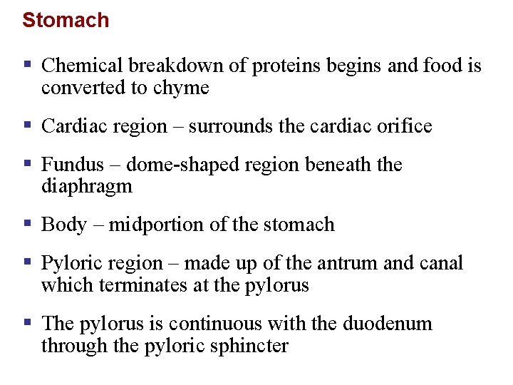 Stomach § Chemical breakdown of proteins begins and food is converted to chyme §