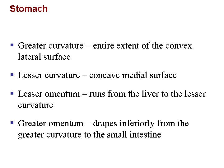 Stomach § Greater curvature – entire extent of the convex lateral surface § Lesser