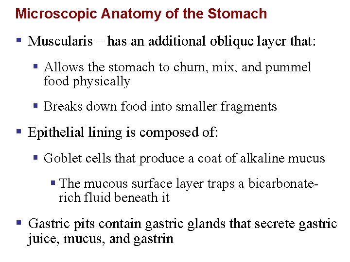 Microscopic Anatomy of the Stomach § Muscularis – has an additional oblique layer that: