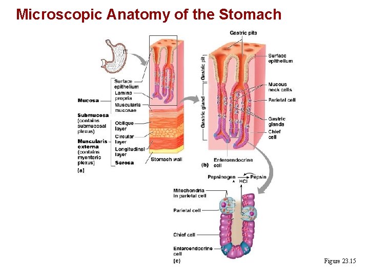 Microscopic Anatomy of the Stomach Figure 23. 15 