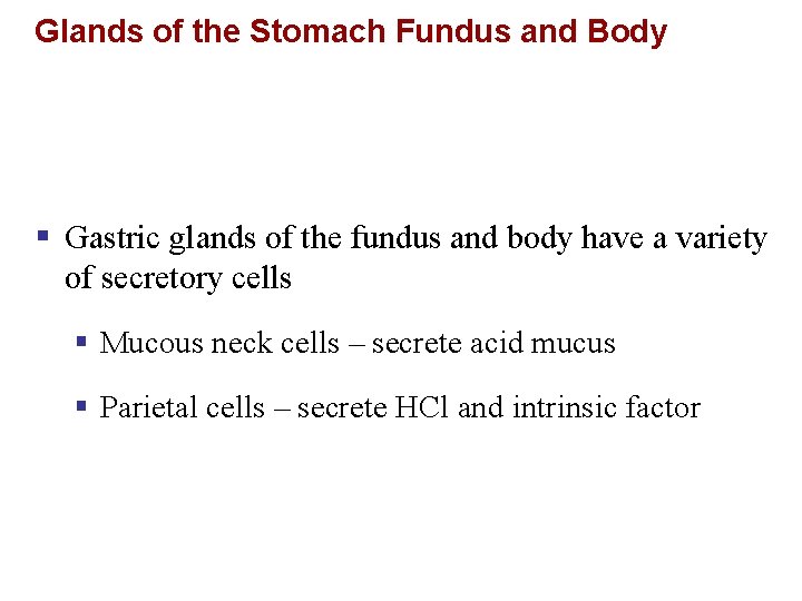 Glands of the Stomach Fundus and Body § Gastric glands of the fundus and