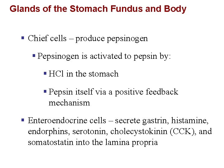 Glands of the Stomach Fundus and Body § Chief cells – produce pepsinogen §