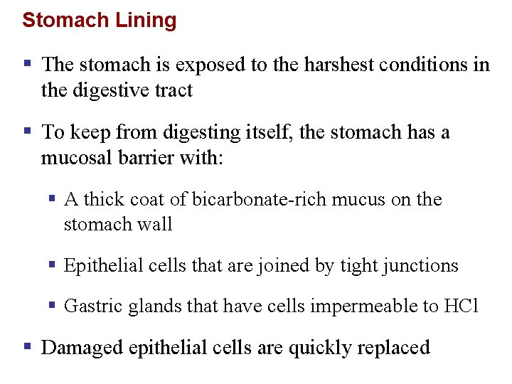 Stomach Lining § The stomach is exposed to the harshest conditions in the digestive