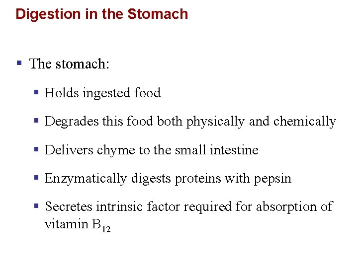 Digestion in the Stomach § The stomach: § Holds ingested food § Degrades this