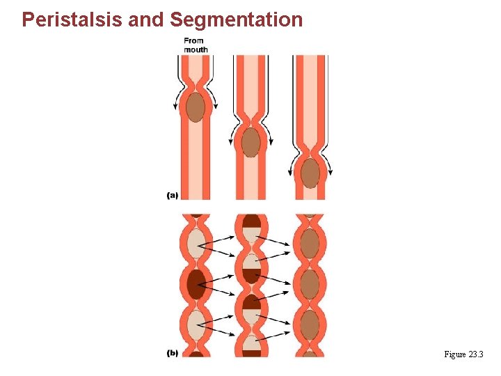 Peristalsis and Segmentation Figure 23. 3 