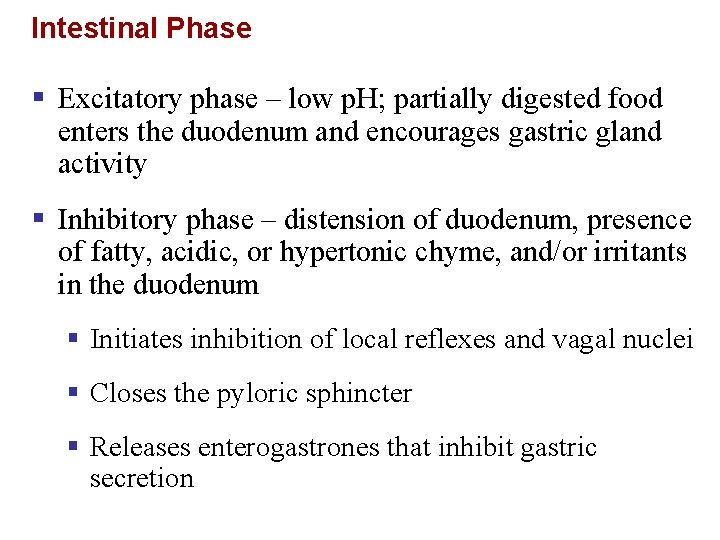 Intestinal Phase § Excitatory phase – low p. H; partially digested food enters the