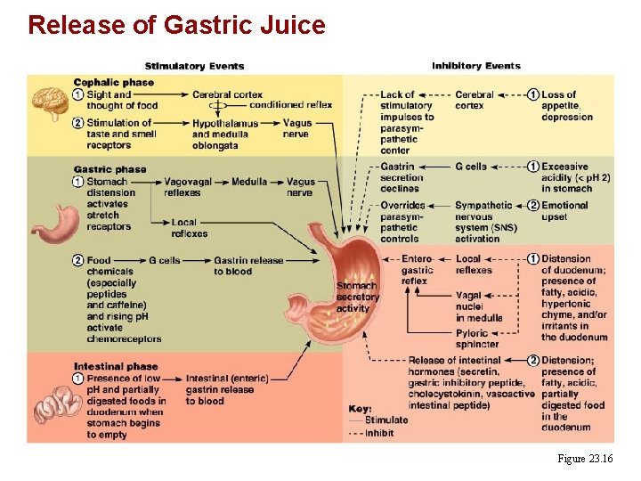 Release of Gastric Juice Figure 23. 16 