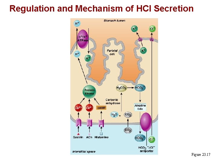 Regulation and Mechanism of HCl Secretion Figure 23. 17 