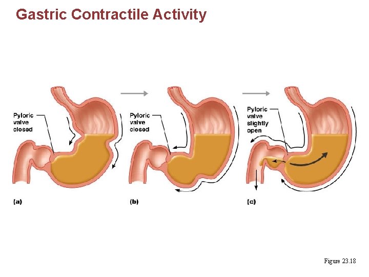 Gastric Contractile Activity Figure 23. 18 