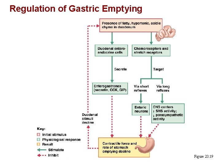 Regulation of Gastric Emptying Figure 23. 19 