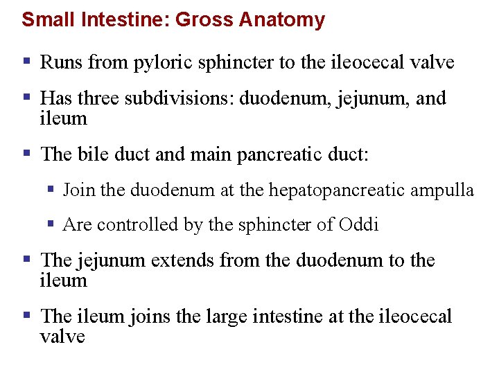Small Intestine: Gross Anatomy § Runs from pyloric sphincter to the ileocecal valve §