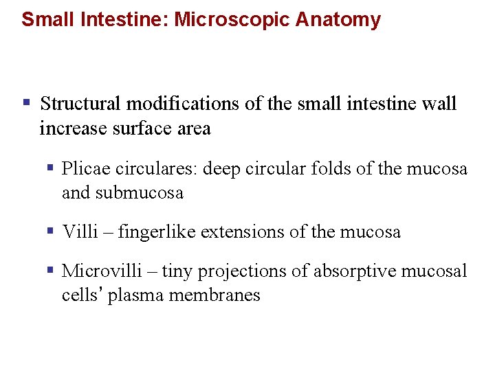 Small Intestine: Microscopic Anatomy § Structural modifications of the small intestine wall increase surface