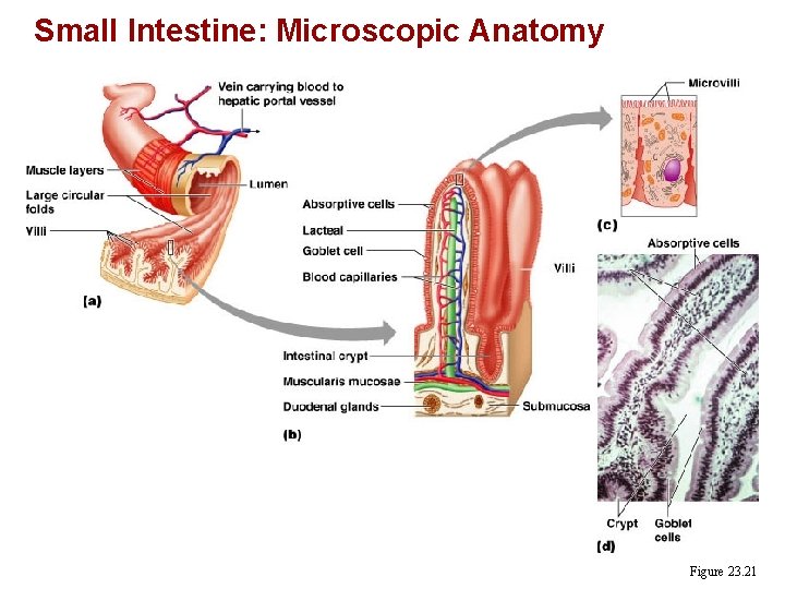 Small Intestine: Microscopic Anatomy Figure 23. 21 