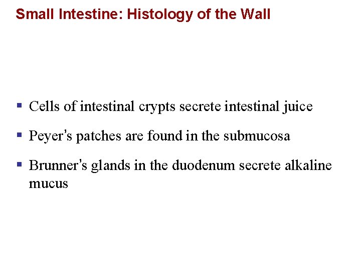 Small Intestine: Histology of the Wall § Cells of intestinal crypts secrete intestinal juice