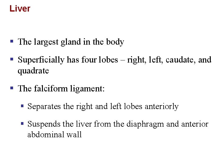 Liver § The largest gland in the body § Superficially has four lobes –