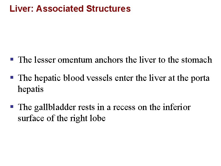 Liver: Associated Structures § The lesser omentum anchors the liver to the stomach §