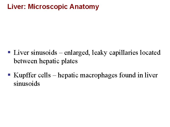 Liver: Microscopic Anatomy § Liver sinusoids – enlarged, leaky capillaries located between hepatic plates