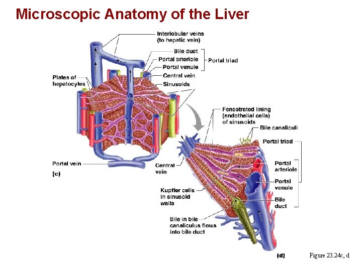 Microscopic Anatomy of the Liver Figure 23. 24 c, d 