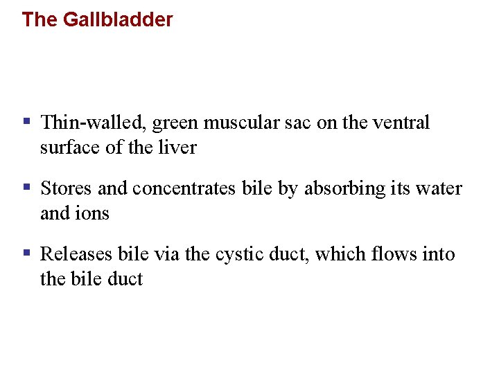 The Gallbladder § Thin-walled, green muscular sac on the ventral surface of the liver