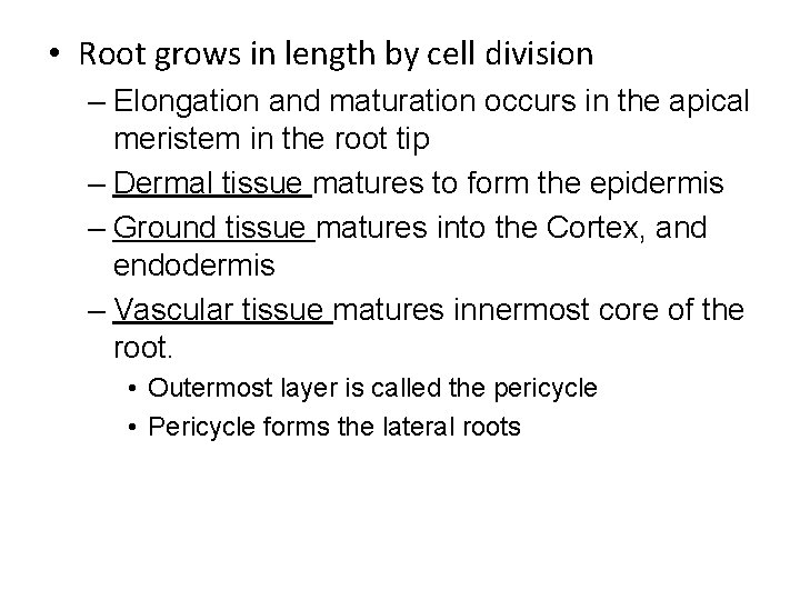  • Root grows in length by cell division – Elongation and maturation occurs