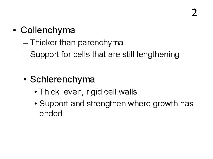 2 • Collenchyma – Thicker than parenchyma – Support for cells that are still
