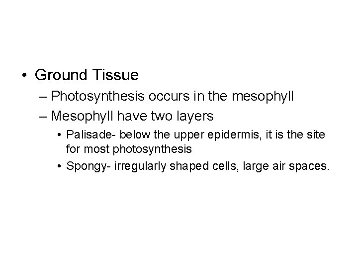  • Ground Tissue – Photosynthesis occurs in the mesophyll – Mesophyll have two