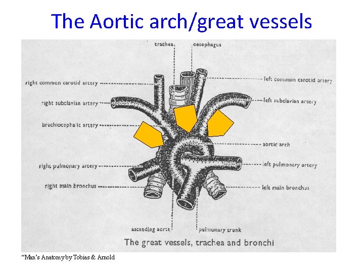 The Aortic arch/great vessels “Man’s Anatomy by Tobias & Arnold 