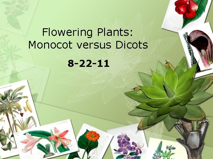 Flowering Plants: Monocot versus Dicots 8 -22 -11 