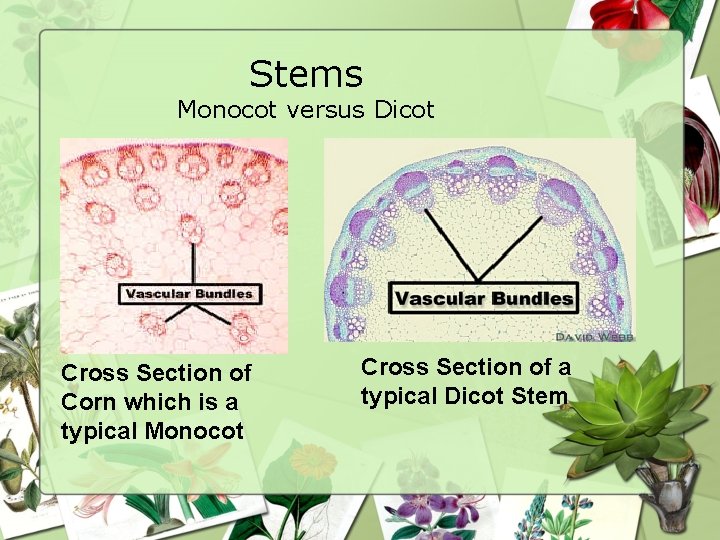 Stems Monocot versus Dicot Cross Section of Corn which is a typical Monocot Cross