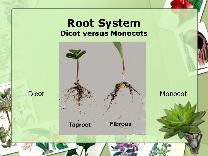 Root System Dicot versus Monocots Dicot Monocot 