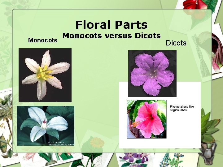 Floral Parts Monocots versus Dicots 