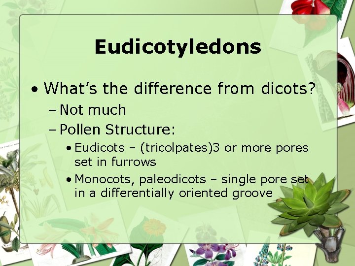 Eudicotyledons • What’s the difference from dicots? – Not much – Pollen Structure: •